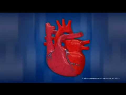 Створчатые клапаны сердца - Всё о сердце