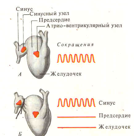 Из чего состоит проводящая система сердца - Всё о сердце