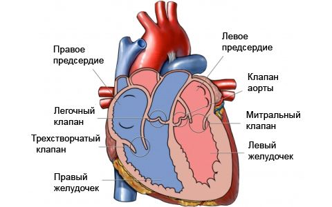 Замена митрального клапана сердца - Всё о сердце